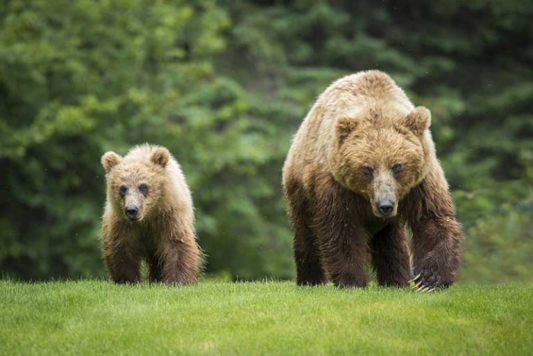 What States do Grizzly Bears Live in?