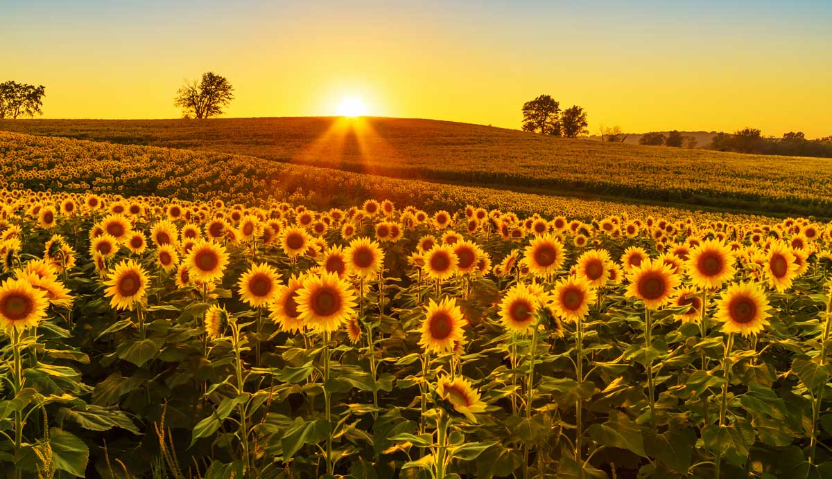 Sunflower fields during sunset