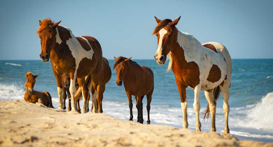 Wild horses wandering on a beach