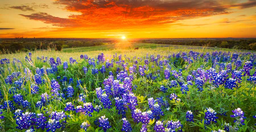 A colorful sky over a field of bluebonnet flowers in Texas