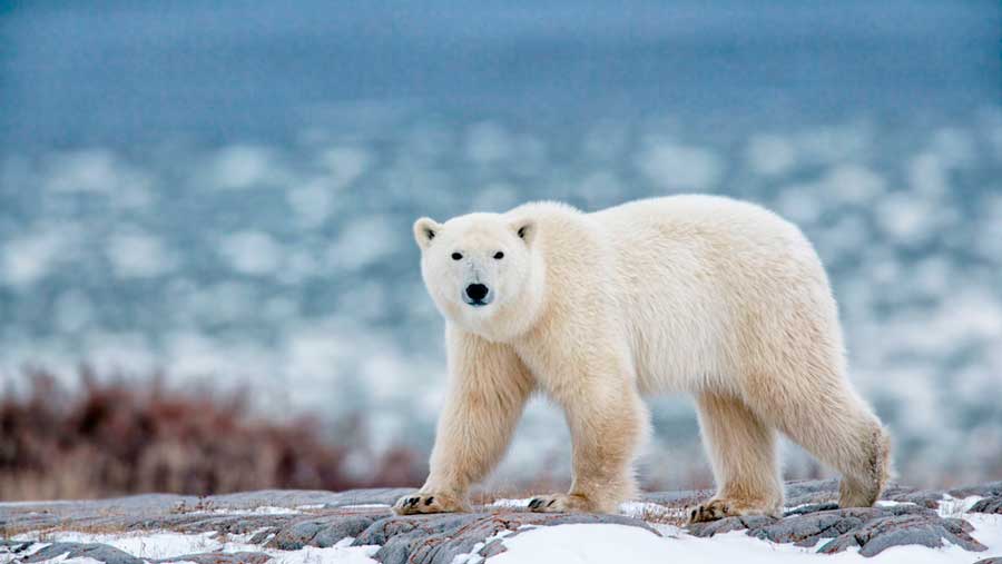 View of a polar bear in Alaska