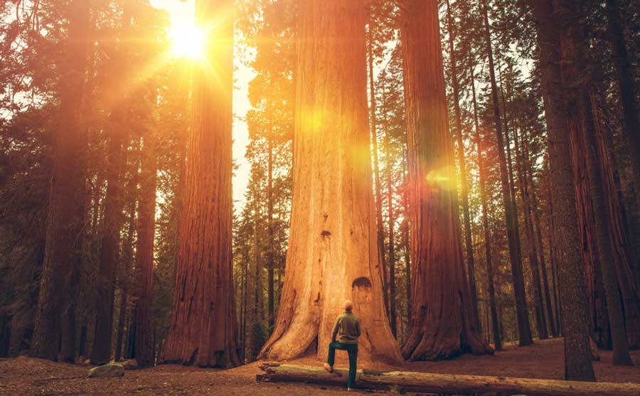 A man standing in front of the giant Redwood trees