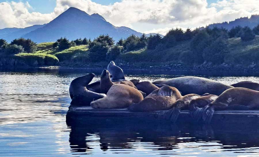 View of sea lions on a water in Alaska