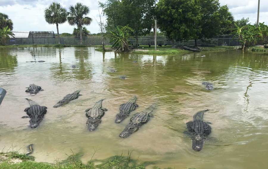 View of alligators that can be seen in Alligator Alley