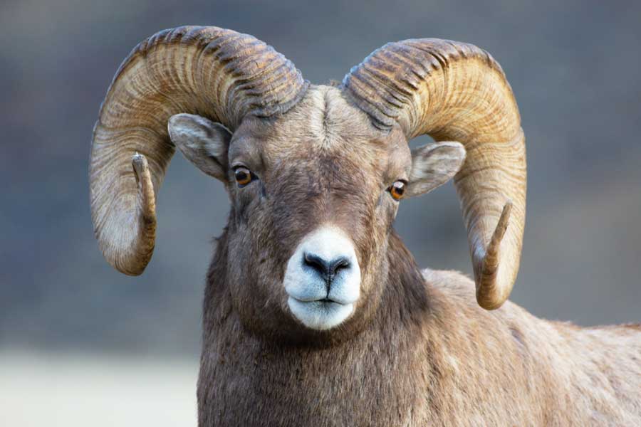 Close up view of a Bighorn Sheep in Montana