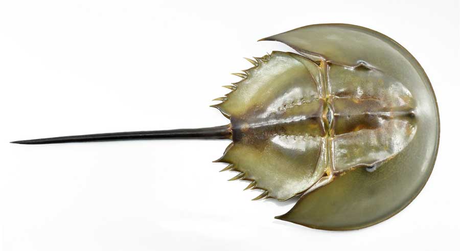 View of a horseshoe crab in Delaware