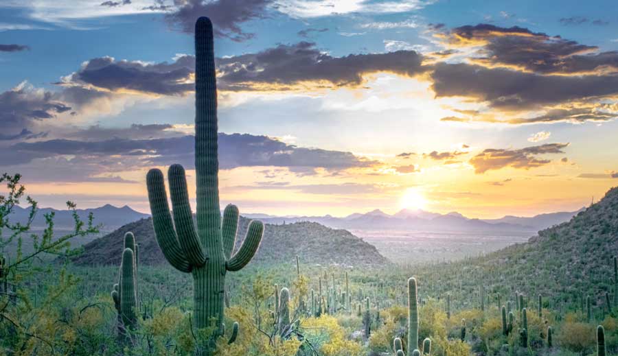 Sunset over the cacti in Saguaro National Park