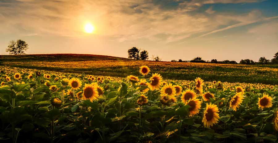 Colorful sky over a sunflower field in Kansas at sunset