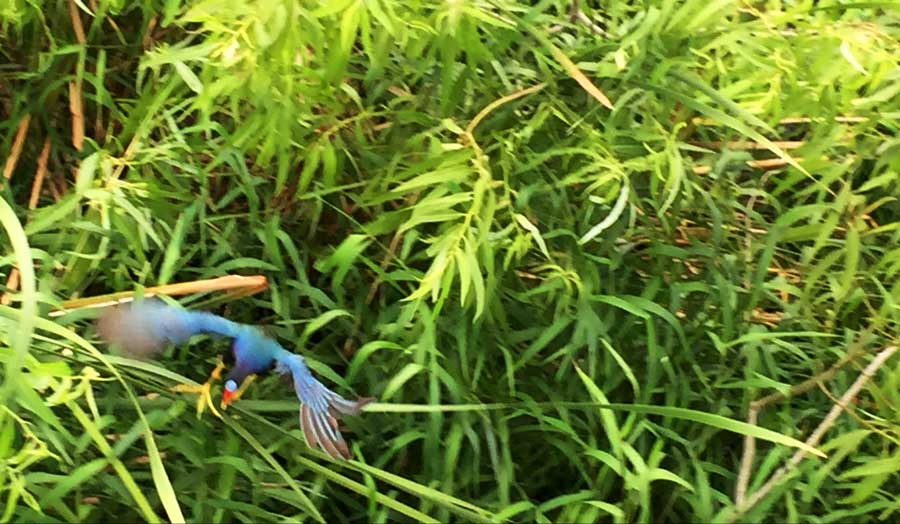 A purple gallinule flying in The Everglades