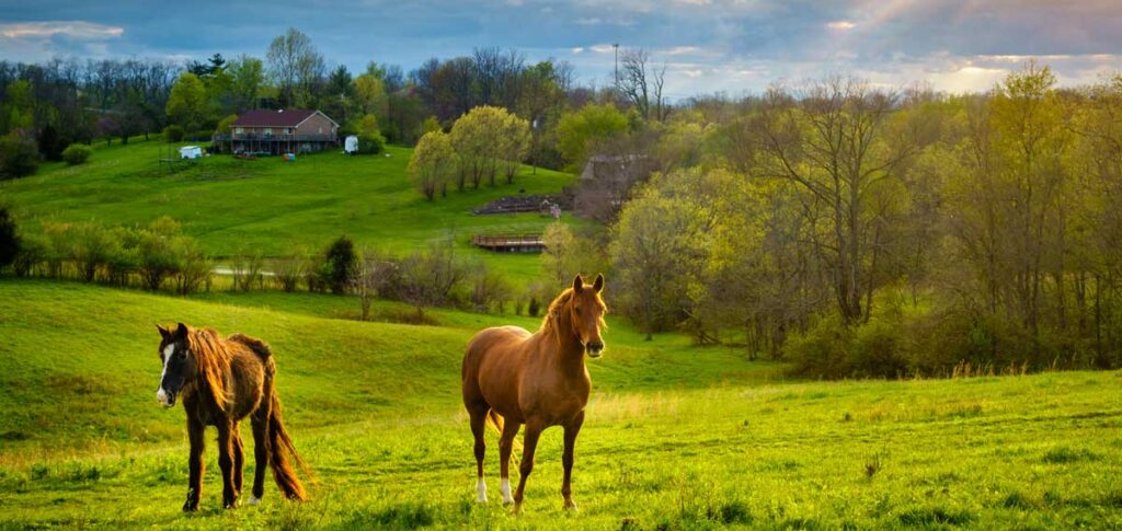 Horses on a farm, one of the things Kentucky is known for