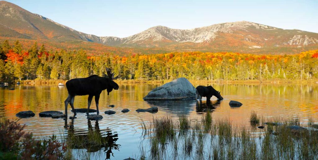 Two moose on a pond, one of the things that Maine is known for
