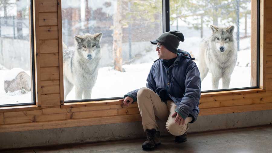 A man admiring the wolfs in Wolf Discovery Center