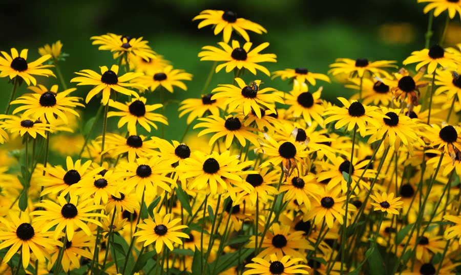 View of the Black-eyed Susans flowers in Maryland