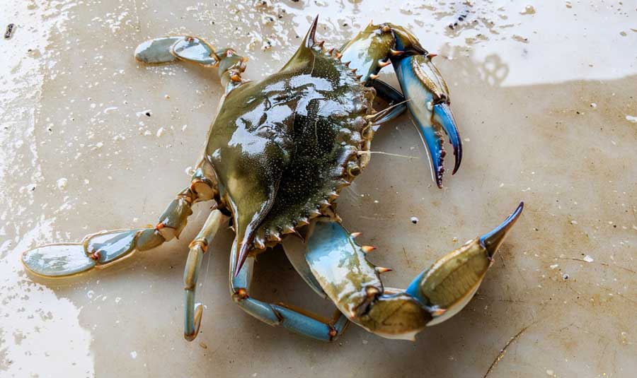 A Chesapeake blue crab on a shoreline in Maryland