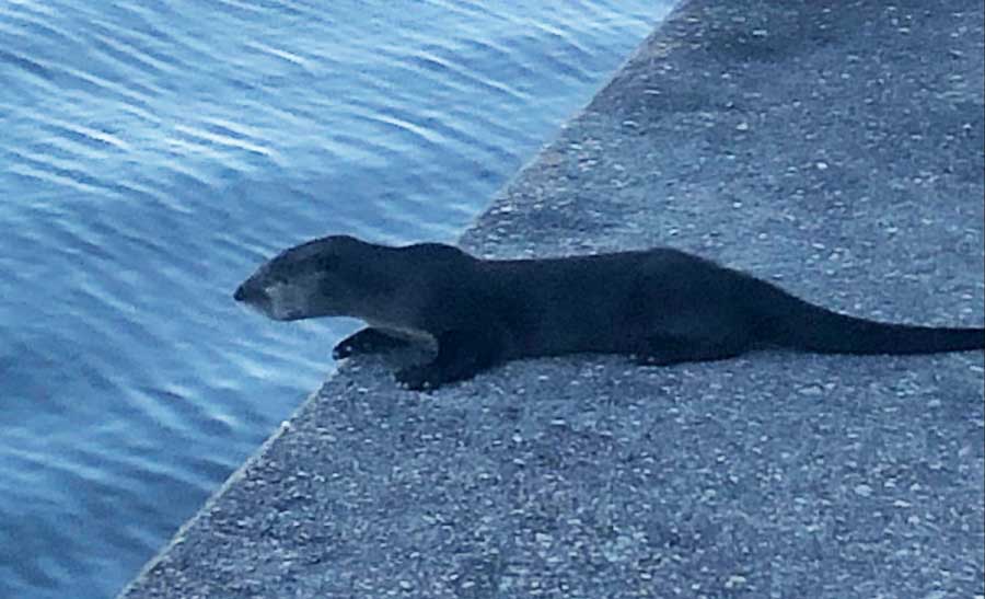 An otter at the harbor in Lake Pontchartrain