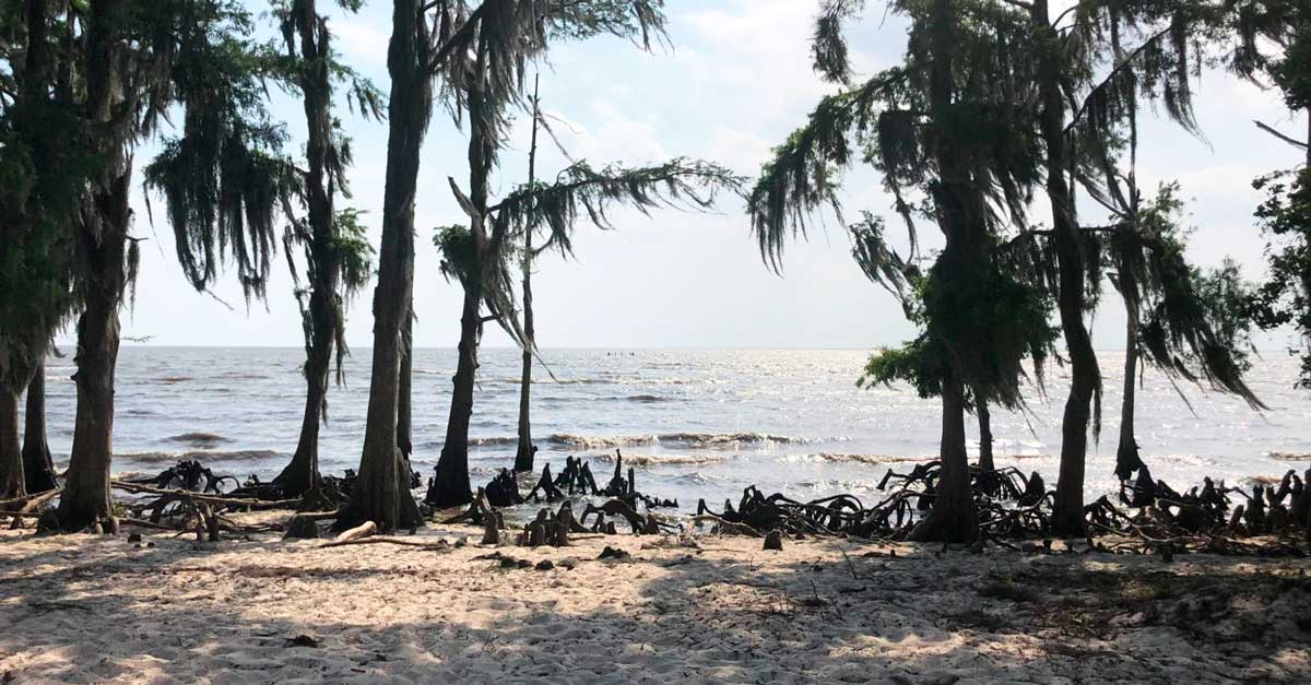 View of palm trees and a beach along the Gulf Coast, one of the things Louisiana is known for