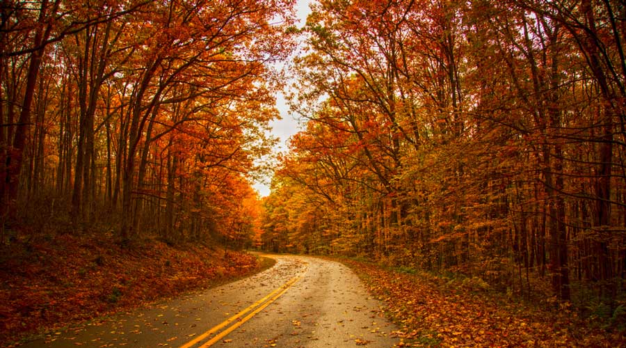 View of a road in Allegheny National Forest during fall season
