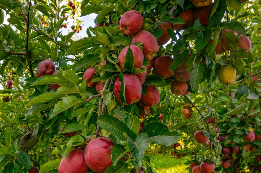 View of apples on a tree in Washington