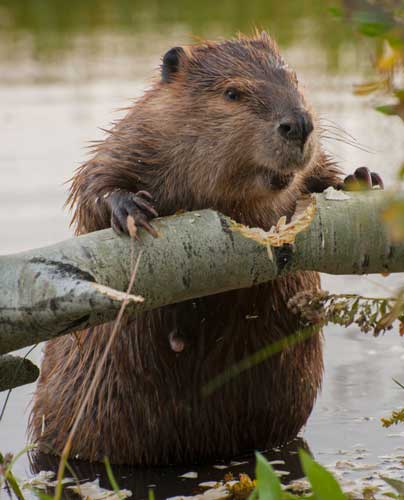 A beaver chewing a piece of log on Oregon
