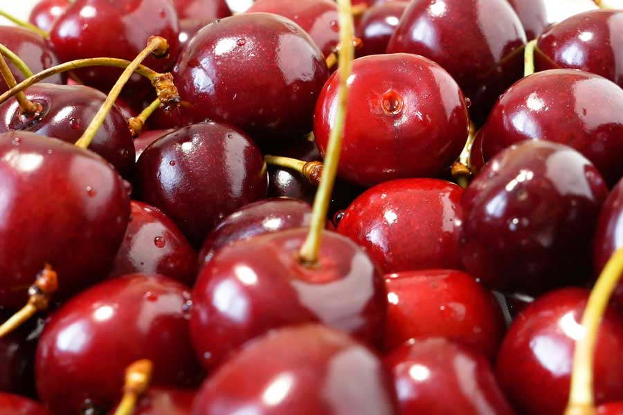 Close up view of cherries  in Washington