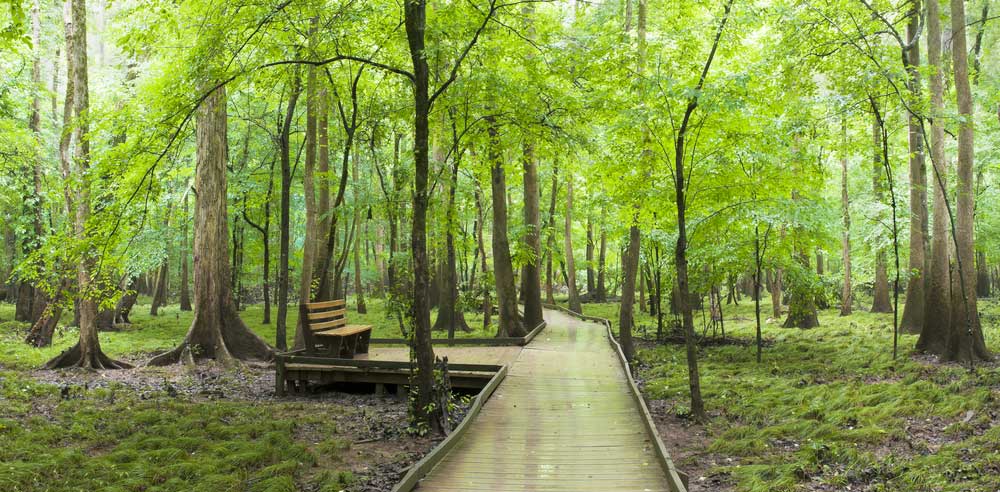 View of a boardwalk at the Congaree National Park