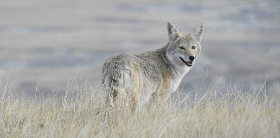 A coyote spotted in Badlands National Park 