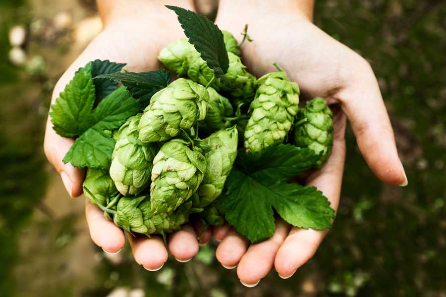 A woman holding a handful of hops on her hand