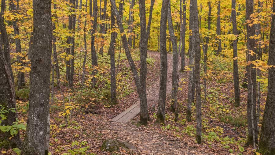 View from the Superior Hiking Trail path in Minnesota