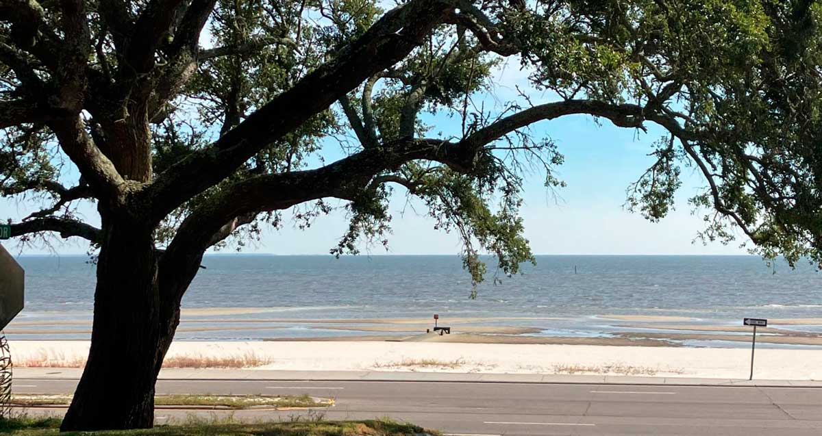 A tree near the coast in Mississippi, one of the things Mississippi is known for