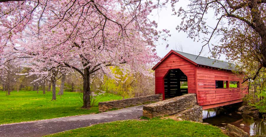Cherry blossoms over a small covered bridge in Maryland