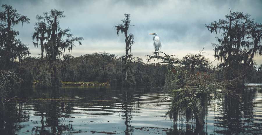 View of an egret on a lake in Louisiana