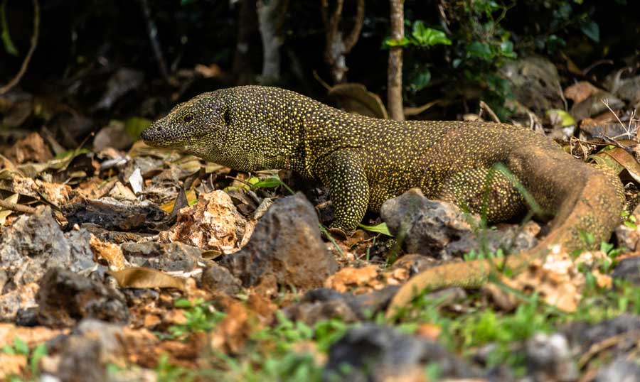 A monitor lizard on a forest in Guam