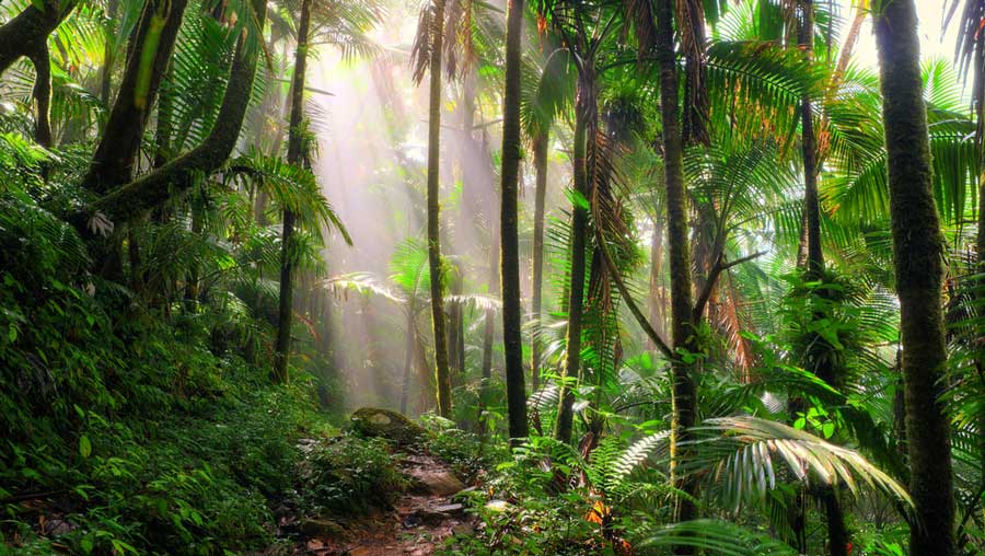 View of a jungle path at the El Yunque National Forest