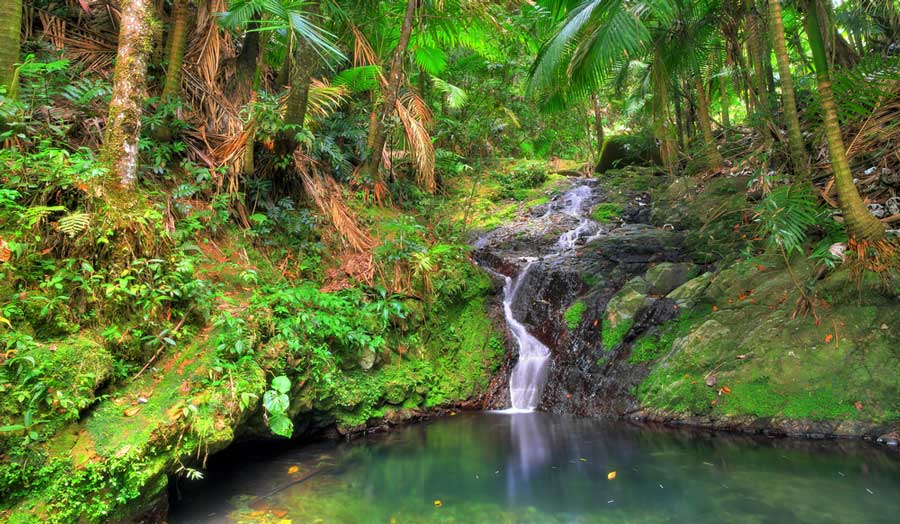 A small waterfall at the El Yunque National Forest