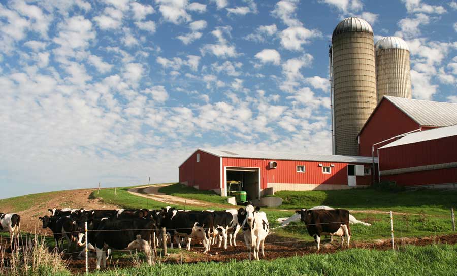 View of cows on a dairy farm in Wisconsin
