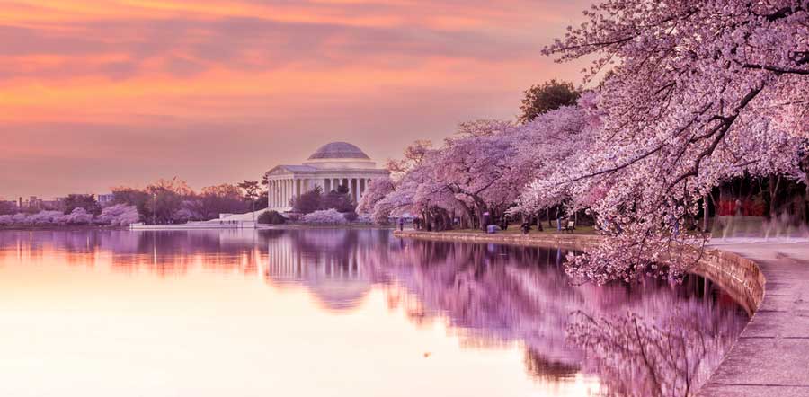Colorful sky over the  Tidal Basin and cherry blossoms in Washington DC